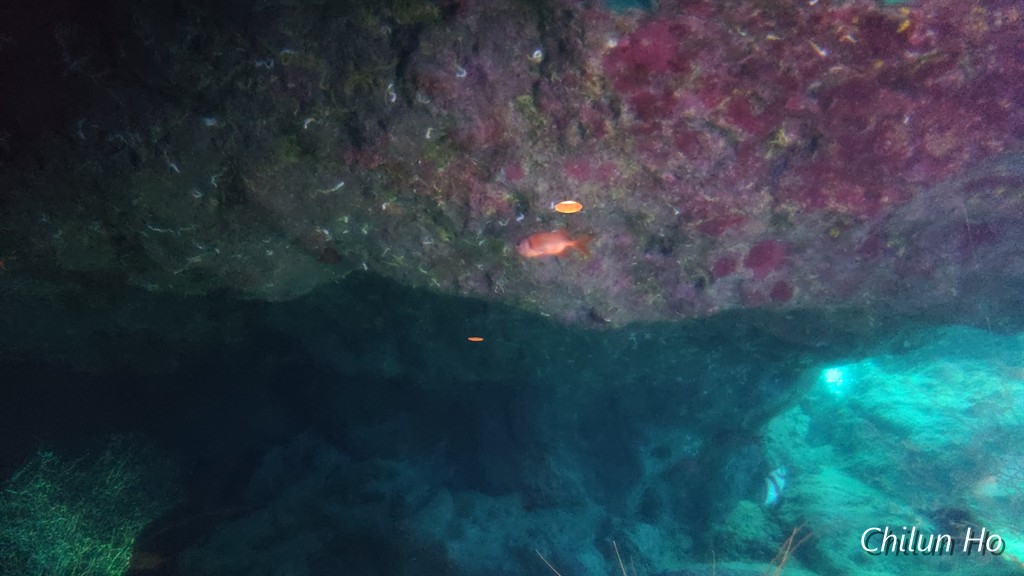 沖縄美ら海水族館